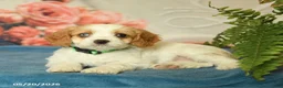 Cavapoo dogs for sale: Molly - Ad 3