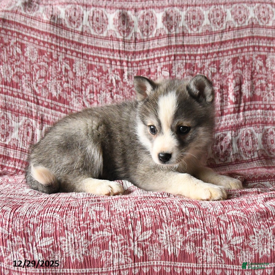 Pomsky dogs Lester - Ad 2