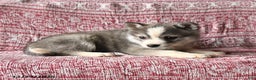 Pomsky dogs for sale: Lester - Ad 2