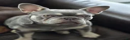 French Bulldog dogs for sale: Oakley - Ad 3