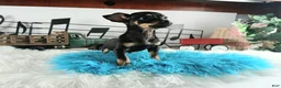 Chihuahua dogs for sale: Autumns Blk n tan boy Nationwide delivery  - Ad 4