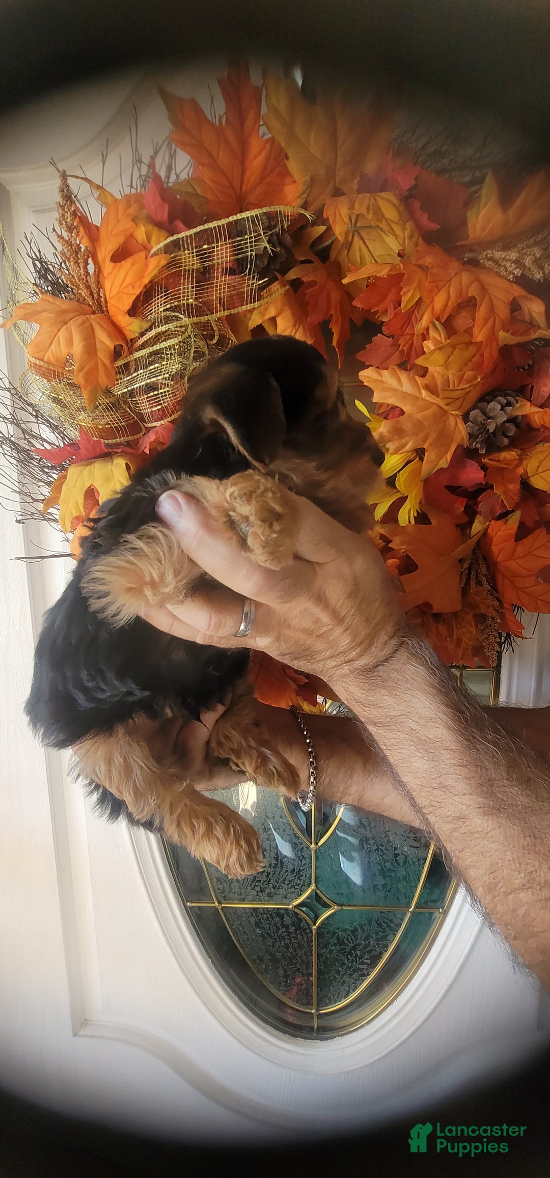 Yorkshire Terrier dogs for sale: Joey  - Ad 3