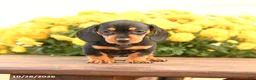 Miniature Dachshund dogs for sale: Darcy - Ad 3