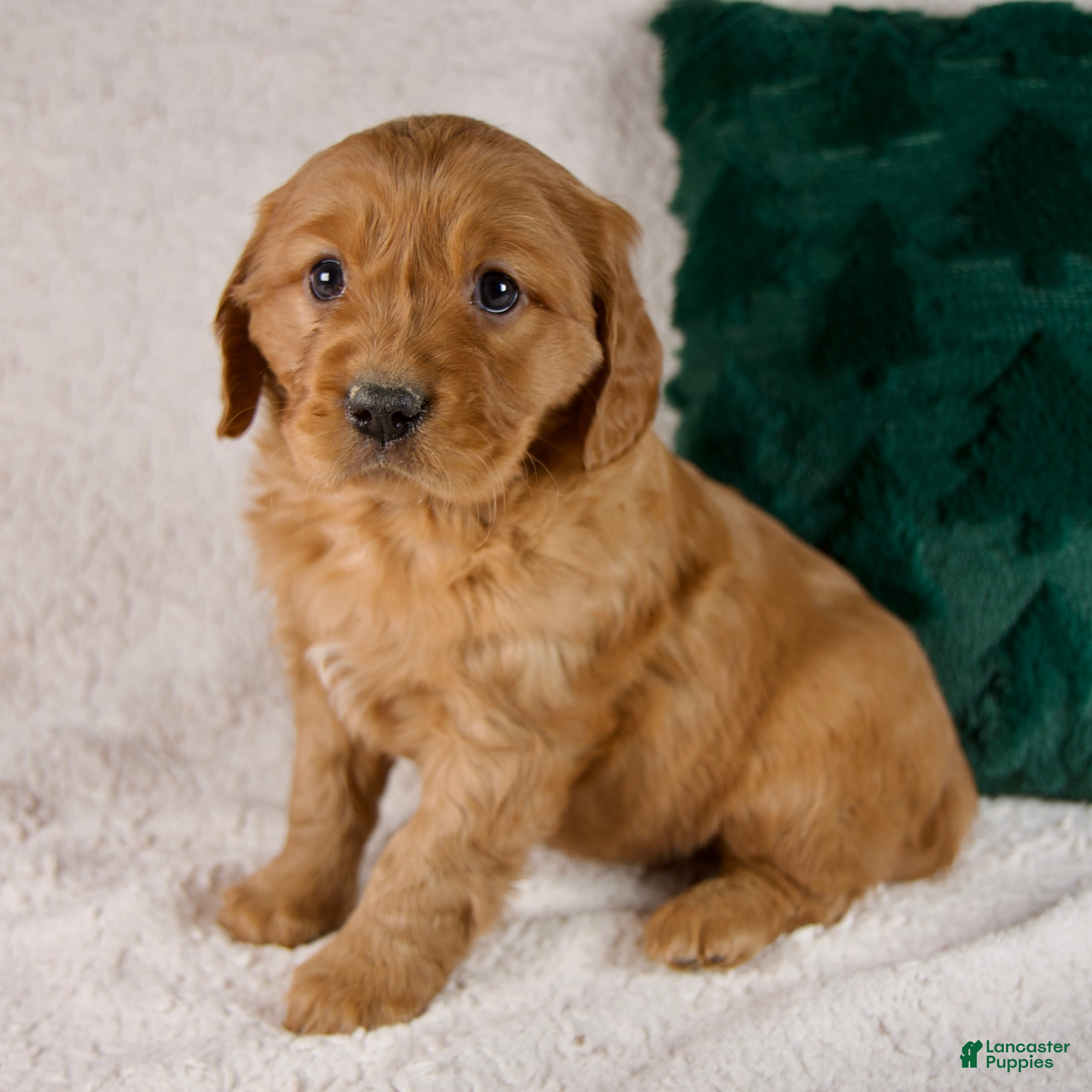 Mixed Breed dogs Miles - Ad 34