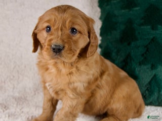 Mixed Breed dogs Miles - Ad 23