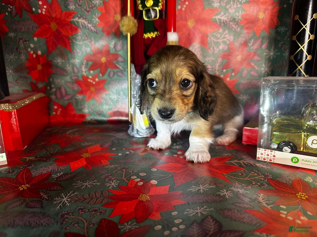 Dachshund dogs for sale: Mickey - Ad 3