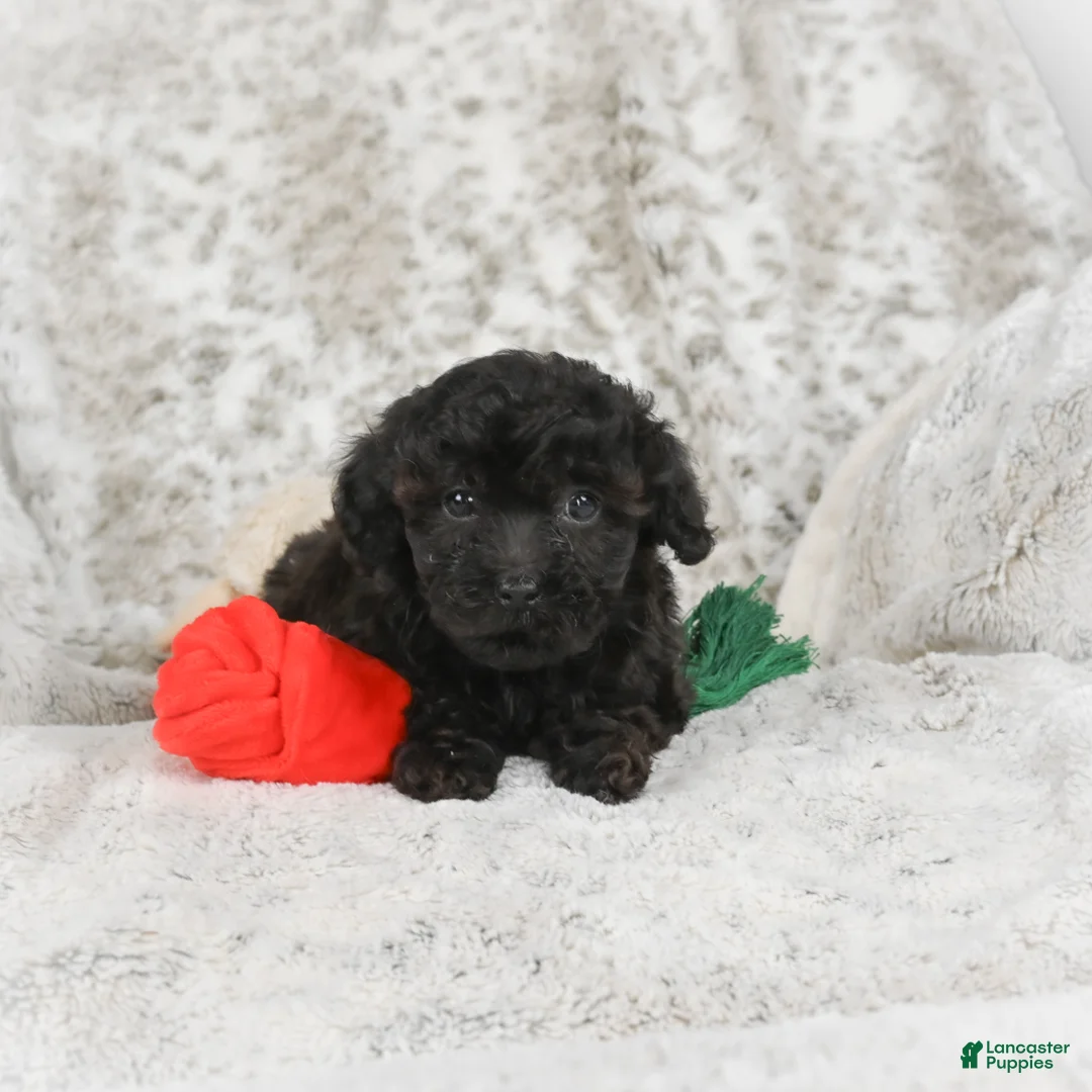 Cavapoo dogs for sale: Toby - Ad 6