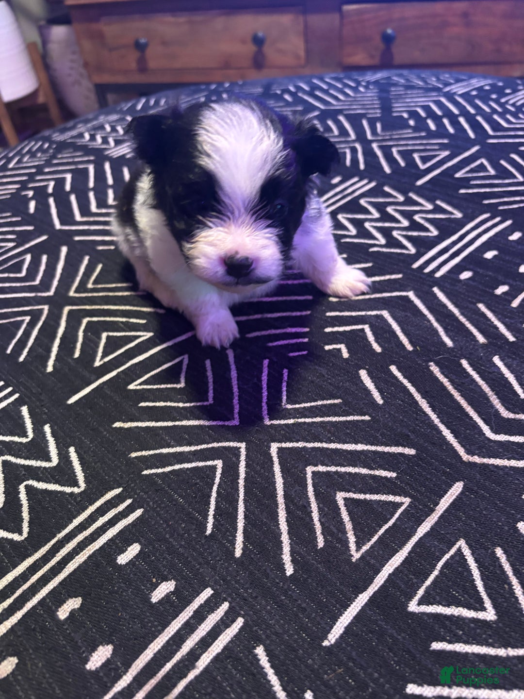 Pomeranian dogs for sale: Domino - Ad 5