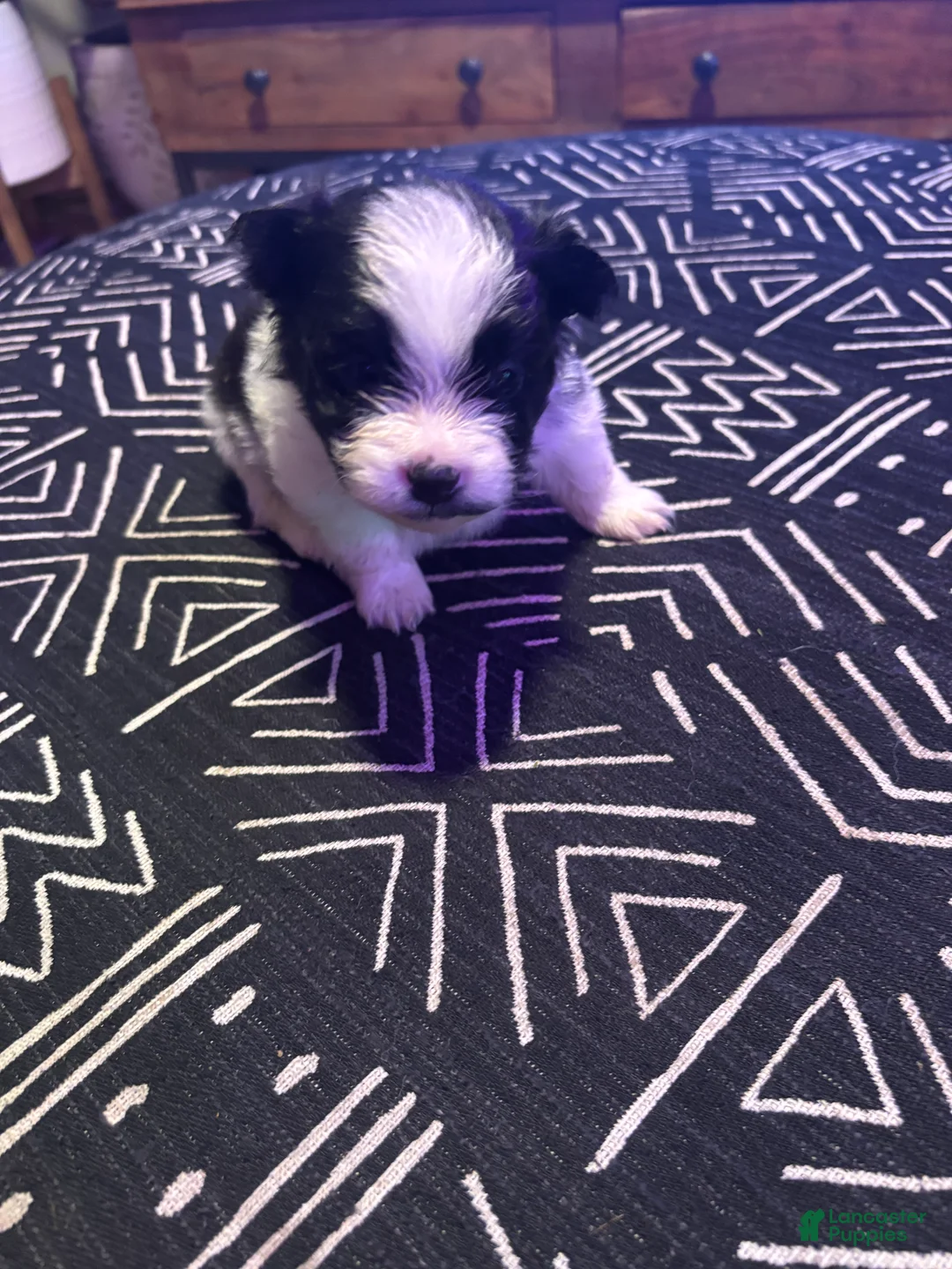 Pomeranian dogs for sale: Domino - Ad 5