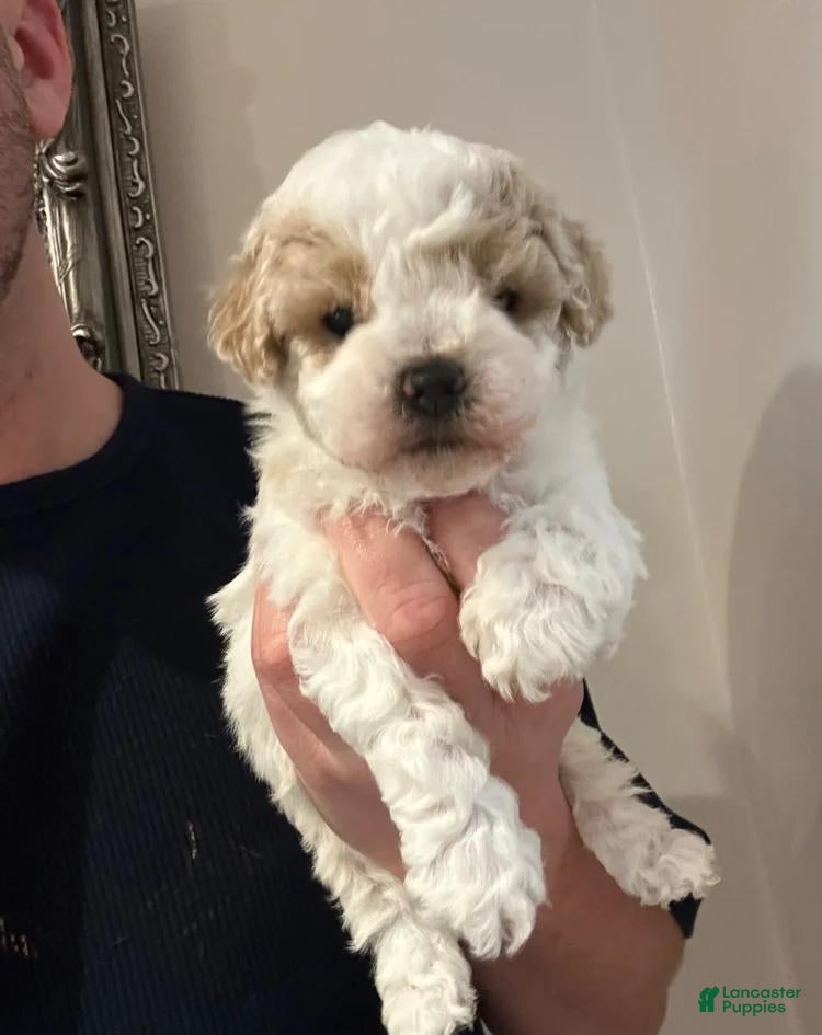 Maltipoo dogs Milo - Ad 20