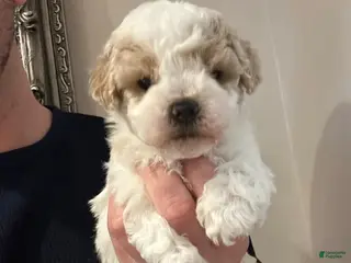 Maltipoo dogs Milo - Ad 20