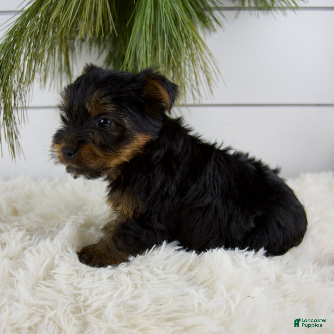 Yorkshire Terrier dogs for sale: Cody - Ad 4