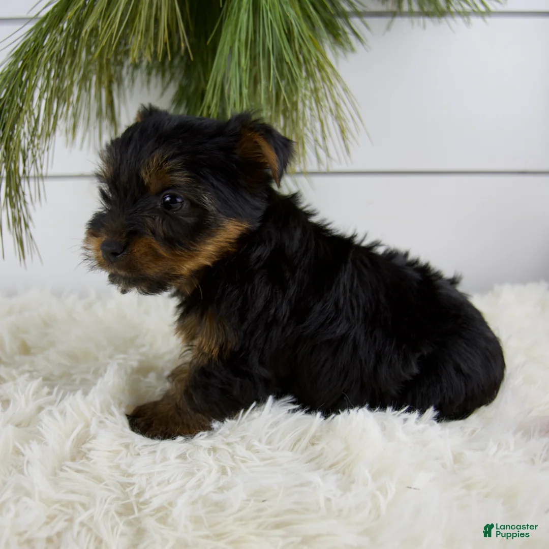 Yorkshire Terrier dogs for sale: Cody - Ad 4