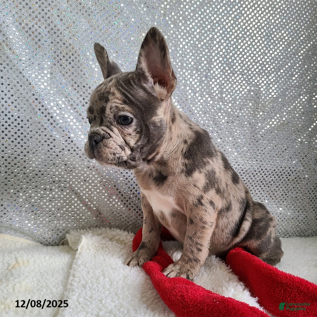 Frenchton dogs for sale: Pebbles - Ad 6