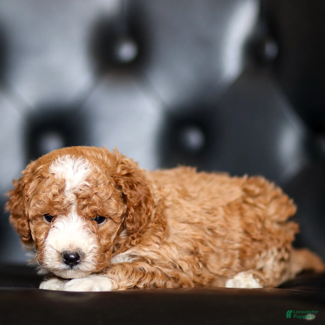 Goldendoodle dogs for sale: Olivia - Ad 2