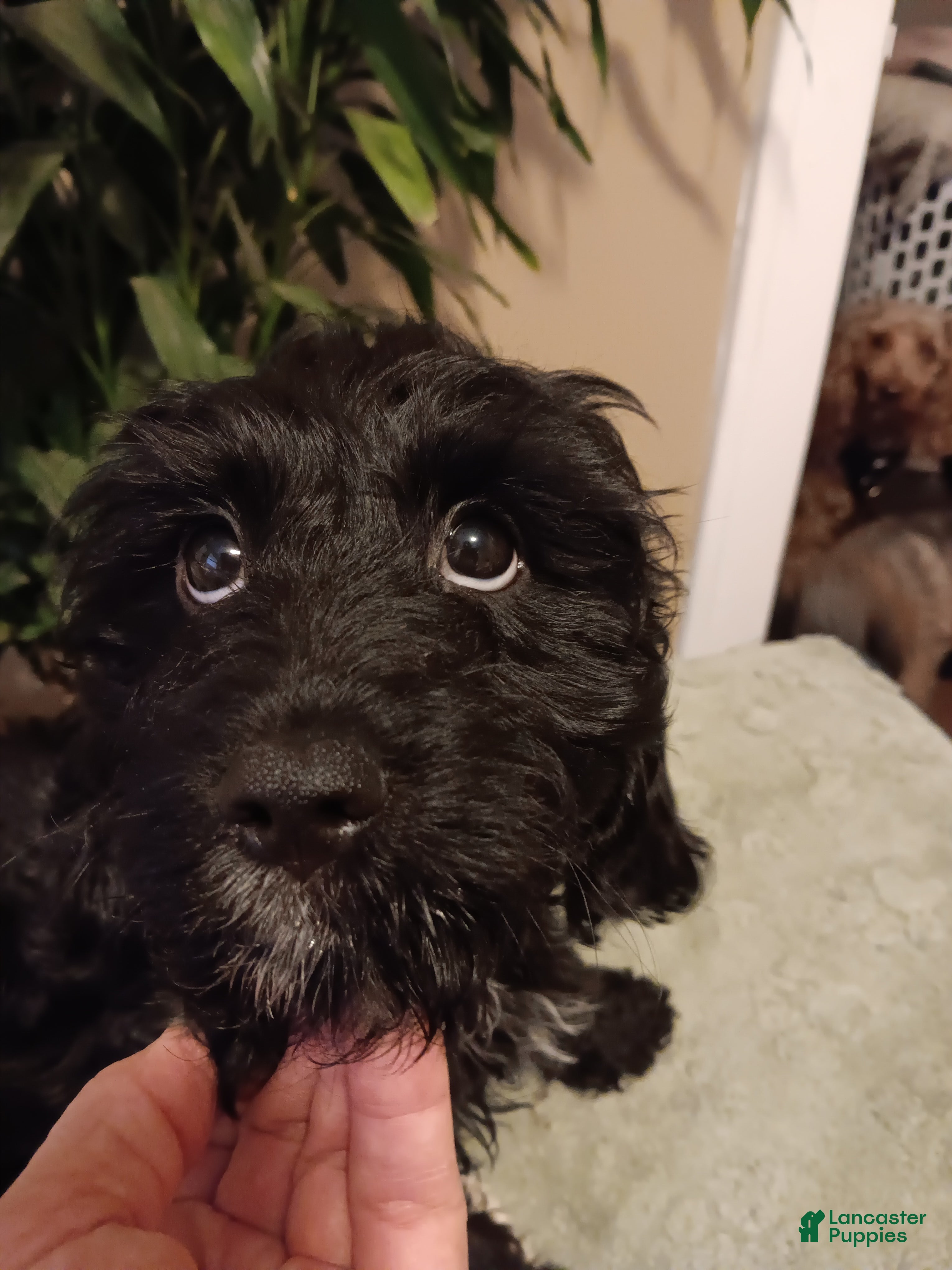 Cavapoo dogs Marley  - Ad 1