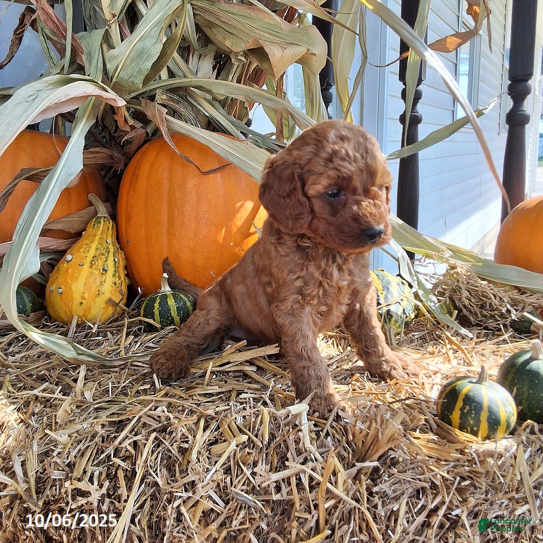 Cavapoo dogs for sale: Autumn - Ad 2