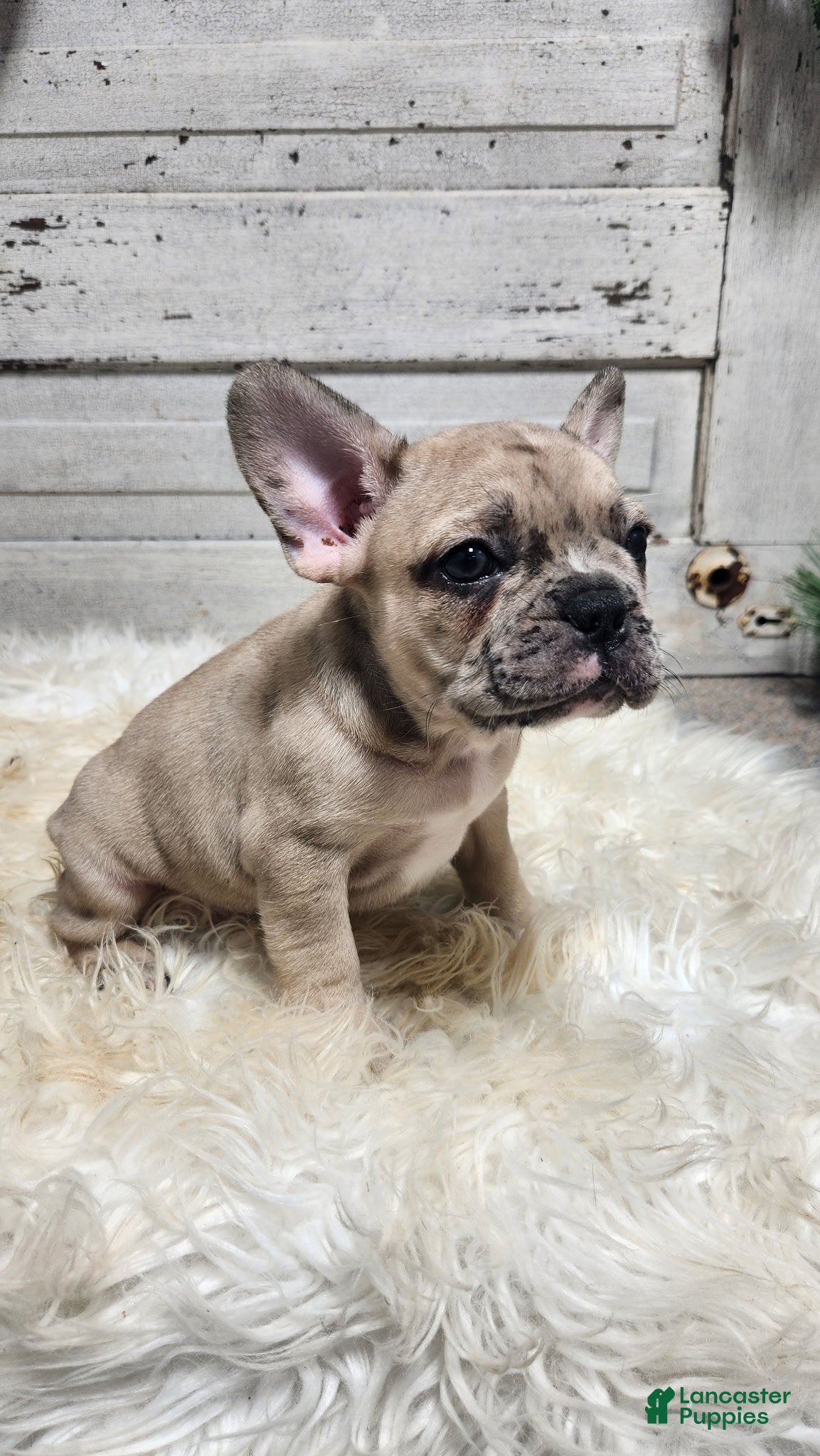 French Bulldog dogs Albie - Ad 2