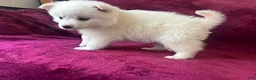 American Eskimo dogs for sale: Casey - Ad 3