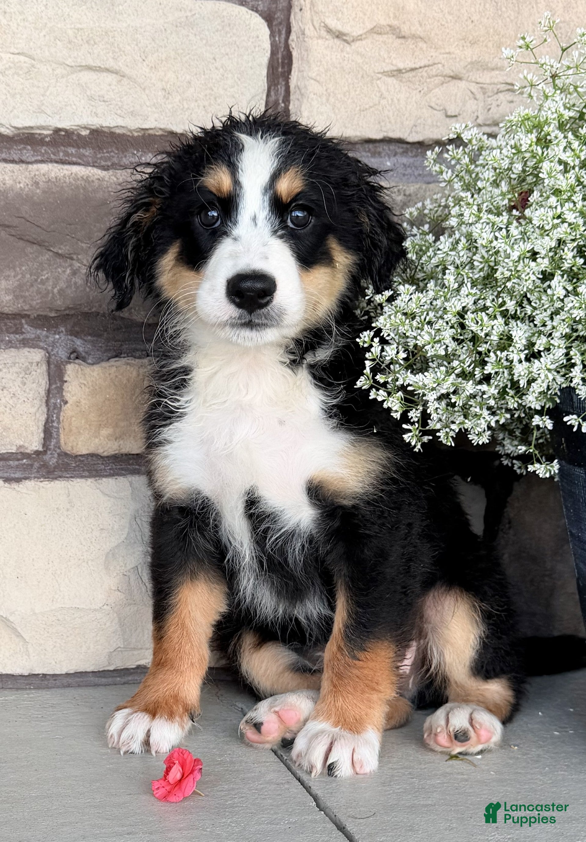 Bernedoodle dogs Ricky - Ad 2