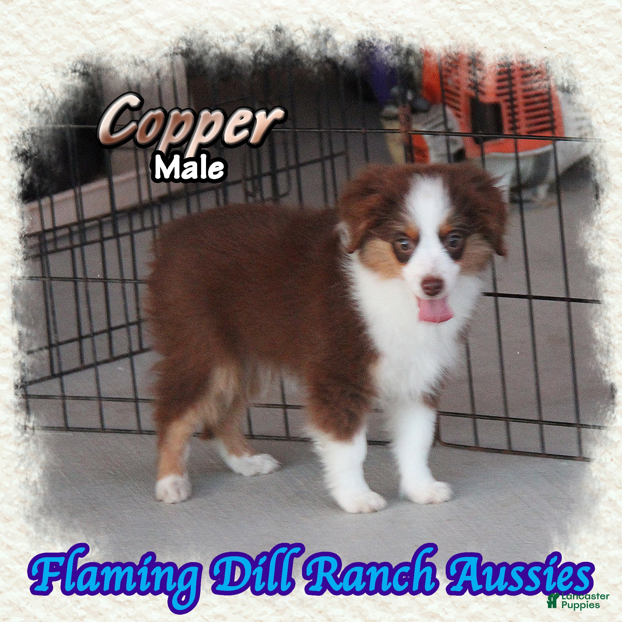 Toy Australian Shepherd dogs for sale: Copper - Ad 2