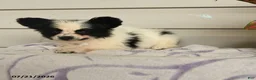 Papillon dogs for sale: Ralph - Ad 3