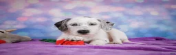 Mixed Breed dogs for sale: Sara - Ad 5