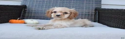 Cocker Spaniel dogs for sale: Ember - Ad 8