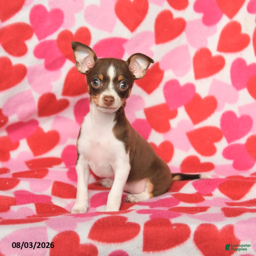 Chihuahua dogs Pansy - Ad 1