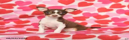 Chihuahua dogs for sale: Pansy - Ad 1
