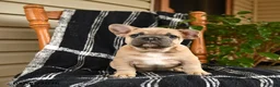 French Bulldog dogs for sale: Elvis - Ad 4