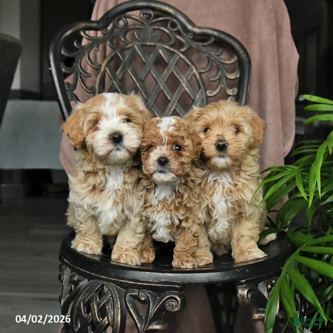 Maltipoo dogs for sale: Patch  - Ad 5
