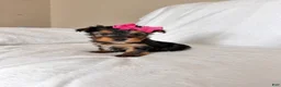 Yorkshire Terrier dogs for sale: Yorkshire Terrier 1 AKC princess - Ad 1
