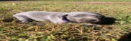 Weimaraner dogs for sale: Weimaraner 7 - Ad 1
