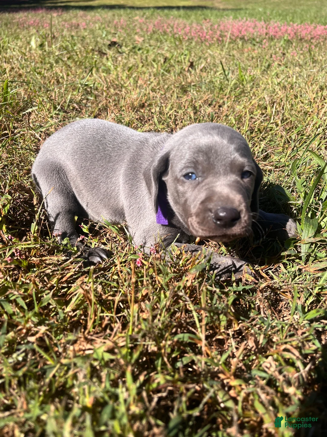 Weimaraner dogs for sale: Weimaraner 7 - Ad 1