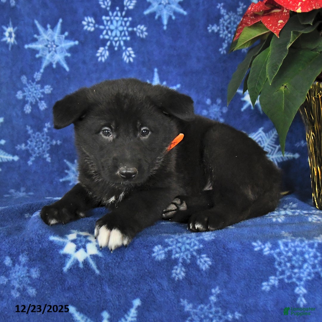 German Shepherd dogs for sale: Nadia - Ad 2