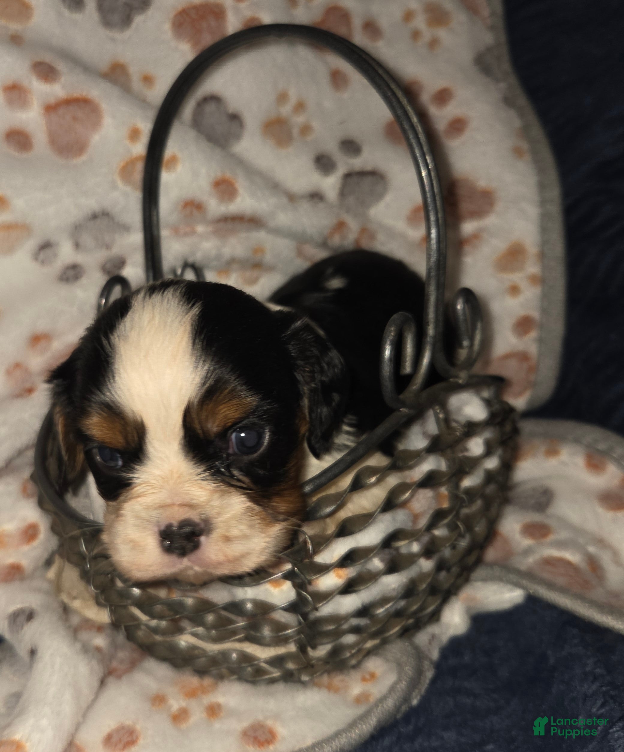 Cavalier King Charles Spaniel dogs Cavalier King Charles Spaniel Puppy 4 - Ad 1