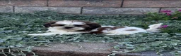 Shih Tzu dogs for sale: Sam - Ad 5