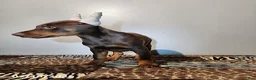 Doberman Pinscher dogs for sale: Ramona - Ad 6