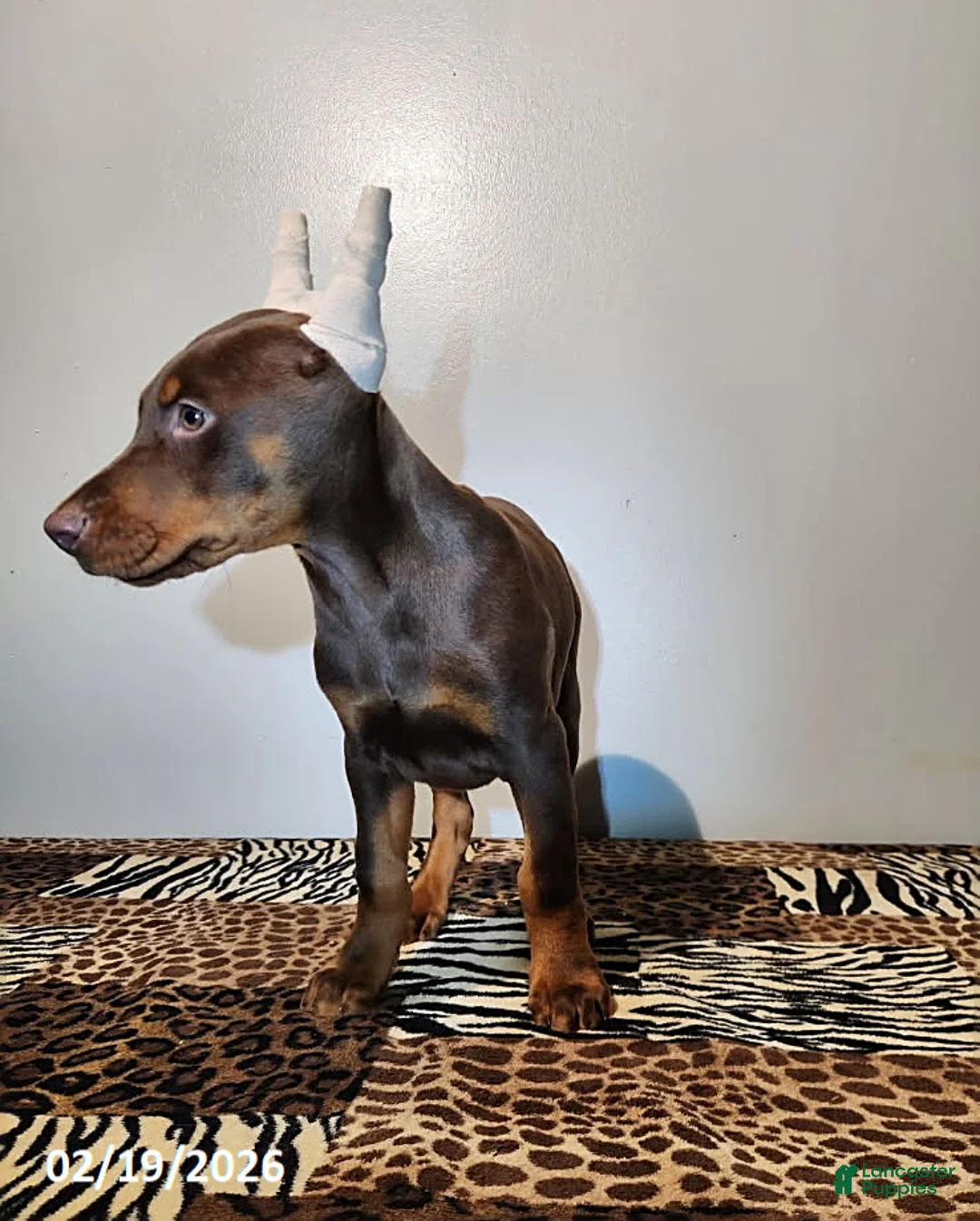 Doberman Pinscher dogs for sale: Ramona - Ad 6