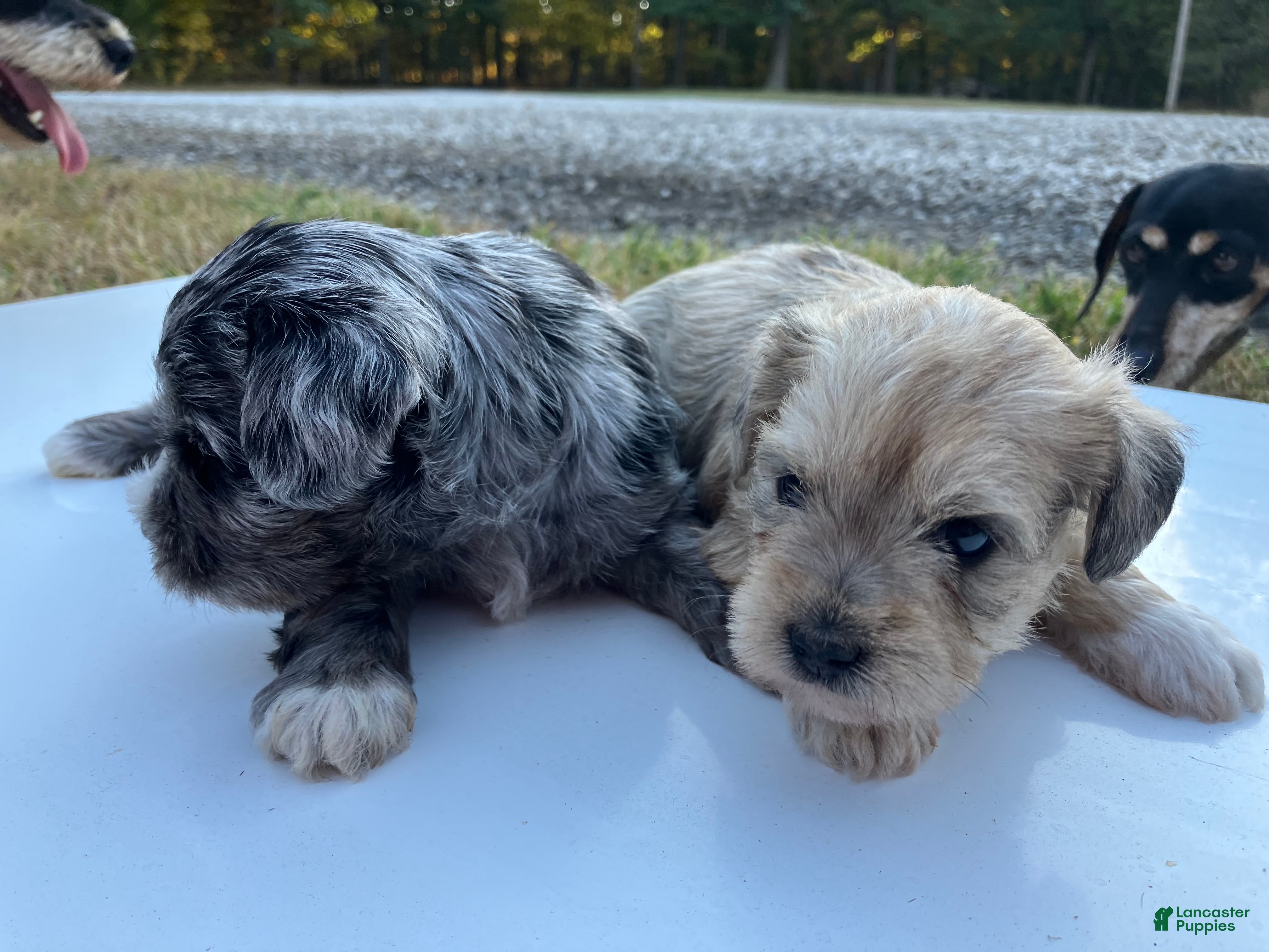 Miniature Schnauzer dogs for sale: Miniature Schnauzer 2 - Ad 4