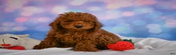 Miniature Poodle dogs for sale: Joey - Ad 12