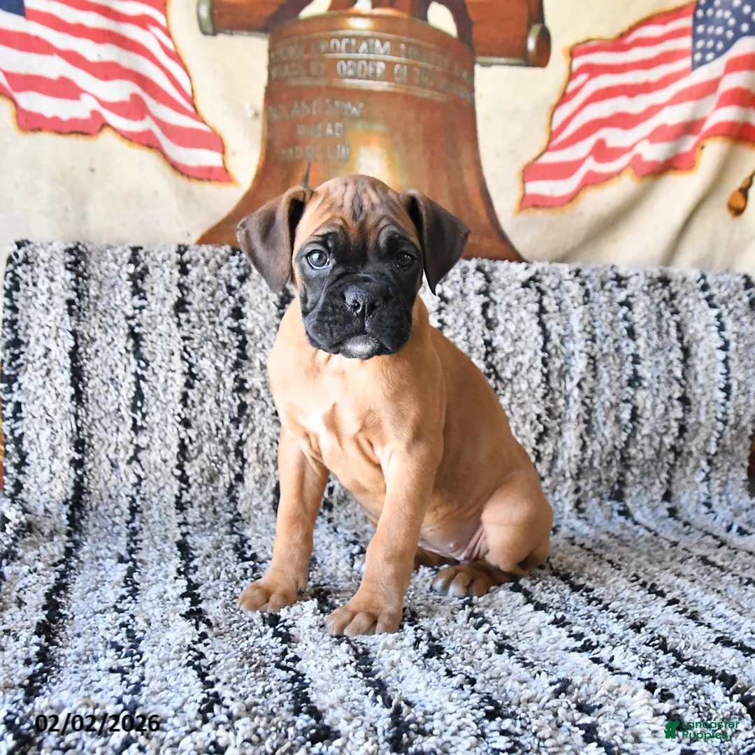 Boxer dogs for sale: Blessing - Ad 3