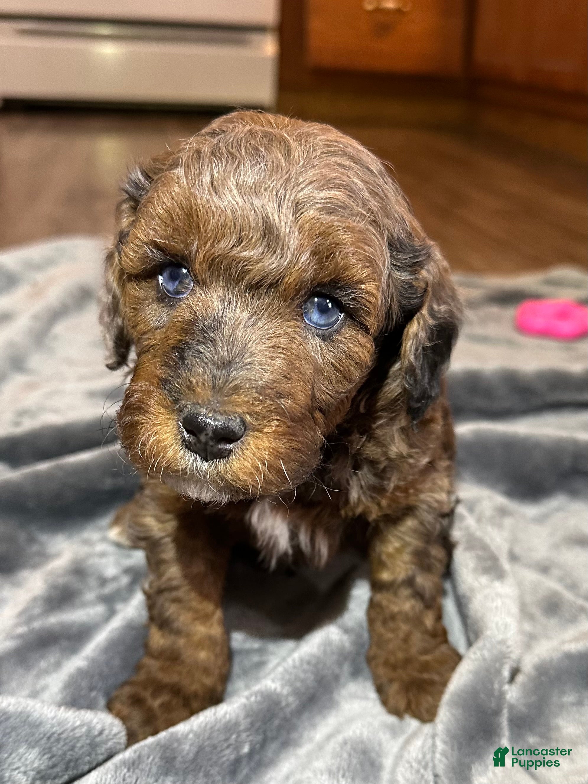 Miniature Poodle dogs Miniature Poodle Puppy 3 - Ad 42