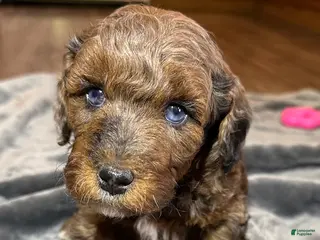 Miniature Poodle dogs Miniature Poodle Puppy 3 - Ad 42