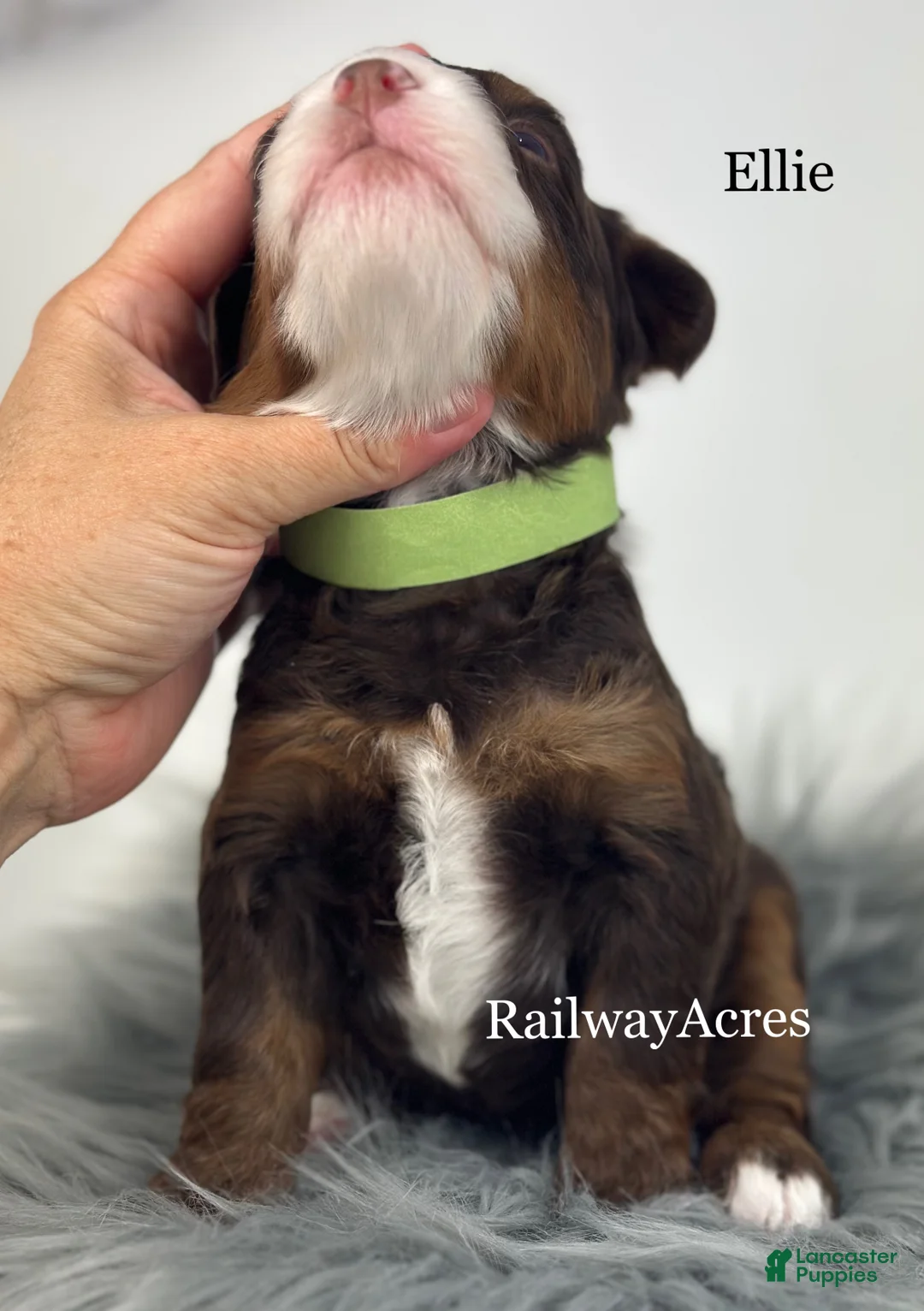 Mini Bernedoodle dogs for sale: Ellie - Ad 2