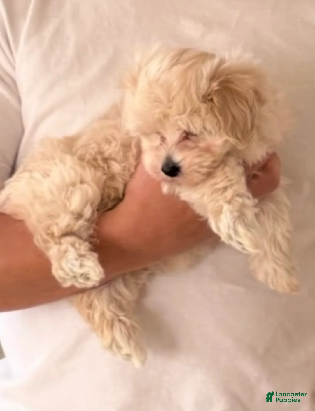Maltipoo dogs for sale: Maltipoo Puppy 2 - Ad 5