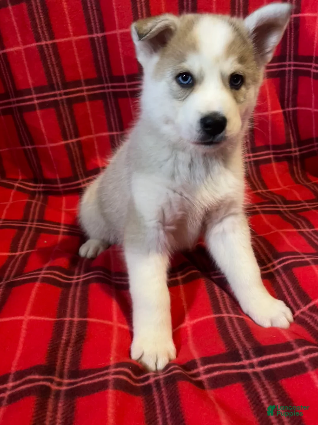 Mixed Breed dogs for sale: Mixed Breed Puppy 3 - Ad 1