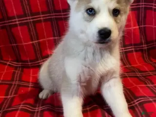 Mixed Breed dogs Mixed Breed Puppy 3 - Ad 19