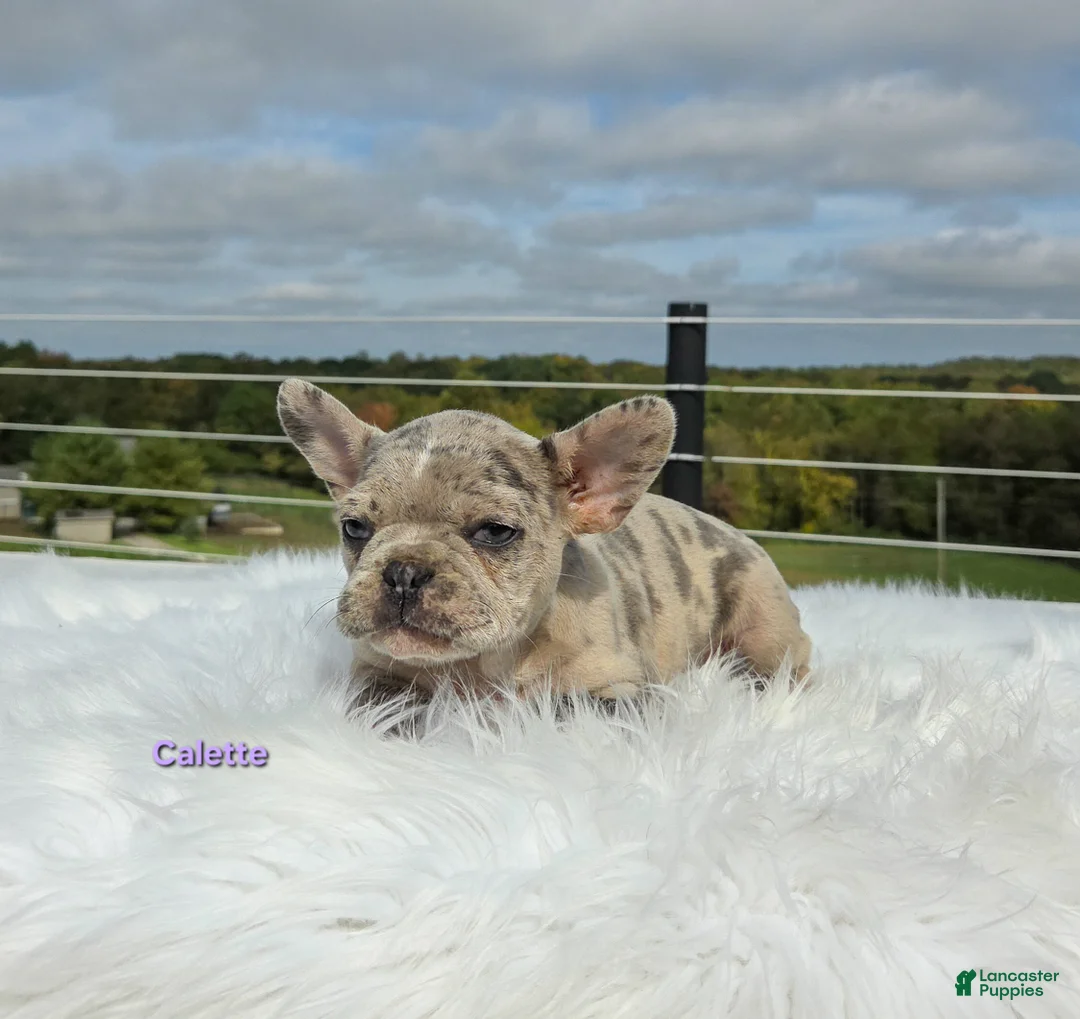 Frenchton dogs for sale: Calette  - Ad 7